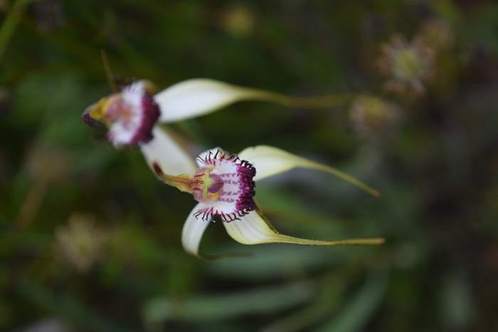 Caladenia - Orchid-spider-0040.JPG